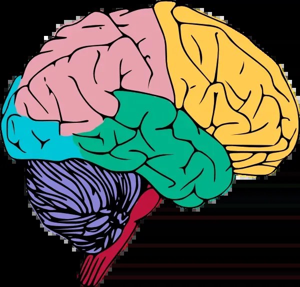 Brain-based training graphic from the Digital Masterclass